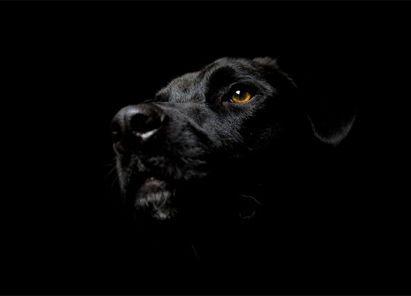 noiresque dog Stunning Black Wallpapers For Your Desktop