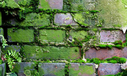 Algae Brick Concrete Grunge Moss Wall