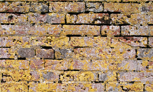 Yellow Lichen Brick