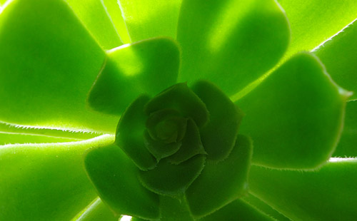 fibonacci succulent for iPad